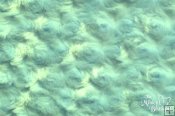 Minky Rose Swirl Embossed Fabric - Tiffany Minky Rose Swirl Embossed Fabric - Tiffany