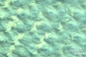 Minky Rose Cuddle Fabric - Tiffany Minky Rose Cuddle Fabric - Tiffany