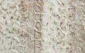 Minky Animal Print Luxe Cuddle Fabric - Arctic Lynx - Ice/Taupe Minky Animal Print Luxe Cuddle Fabric - Arctic Lynx - Ice/Taupe