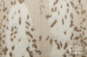 Minky Animal Print Luxe Cuddle Fabric - Siberian Leopard - Cream Minky Animal Print Luxe Cuddle Fabric - Siberian Leopard - Cream